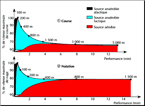 Dcroissance de la vitesse des records du monde